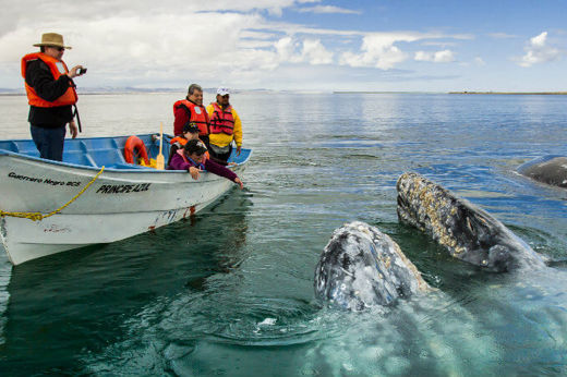 Whale watching in Baja California