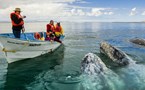 Whale watching in Baja California