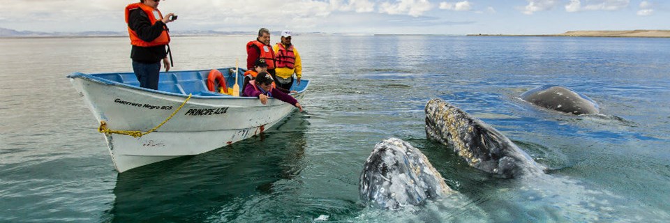Whale watching in Baja California
