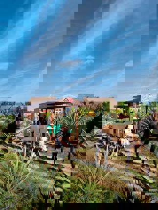 Sisal is the wealth of the Yucatan