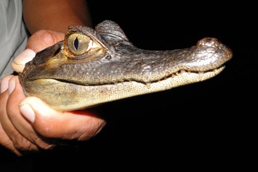 Close-up of a young caiman being held during a guided night tour in the Amazon rainforest. 
