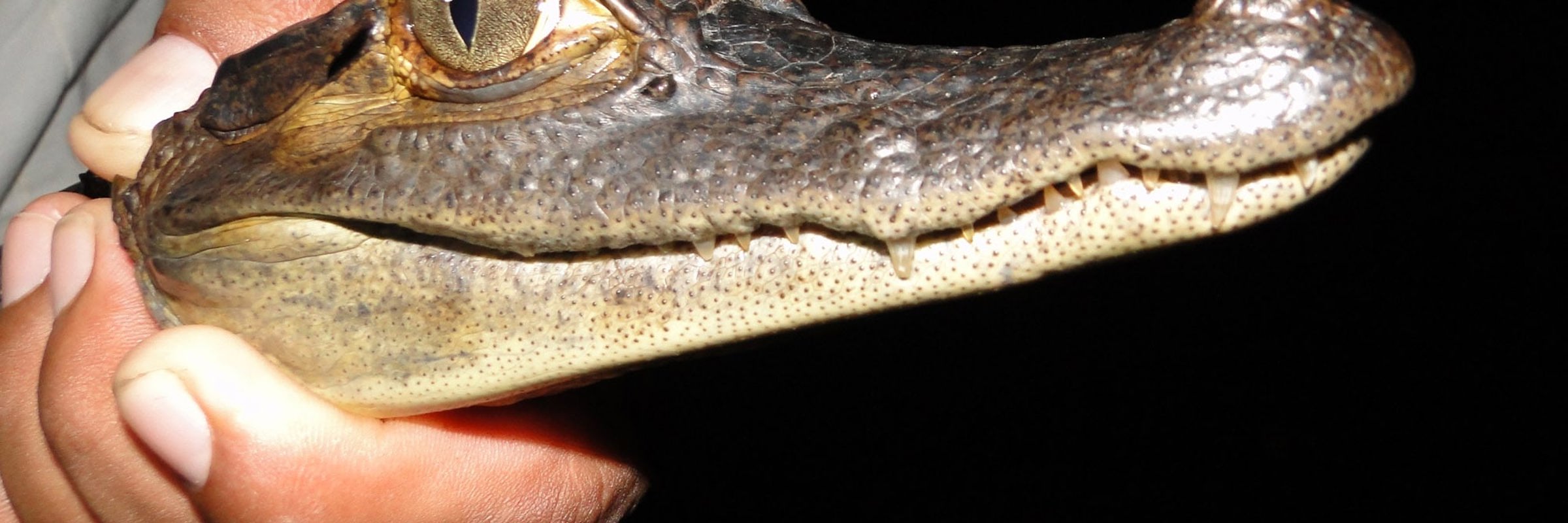 Close-up of a young caiman being held during a guided night tour in the Amazon rainforest. 