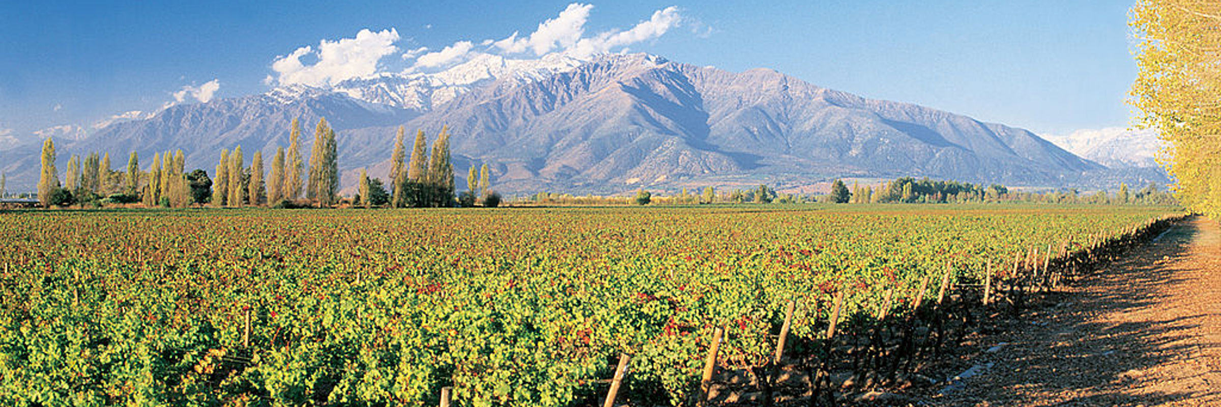 Lush vineyards in Casablanca Valley with the Andes in the background. 