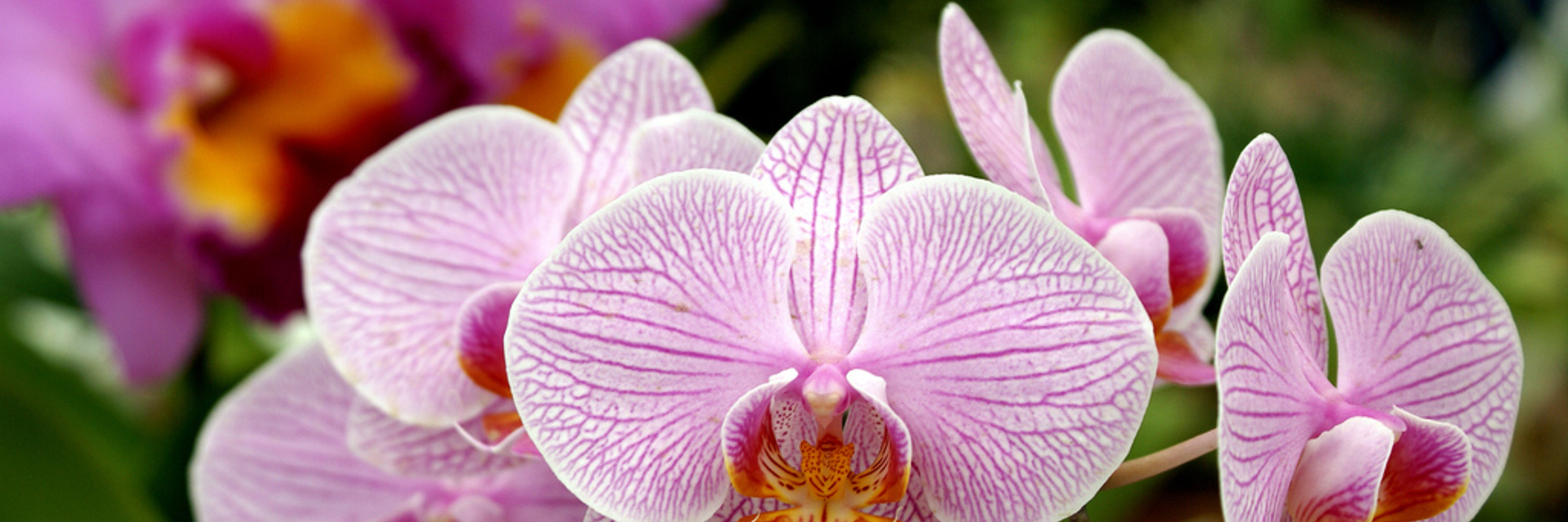 8415 Botanical Gardens