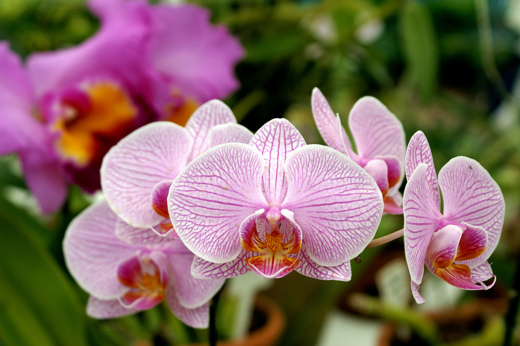 8415 Botanical Gardens