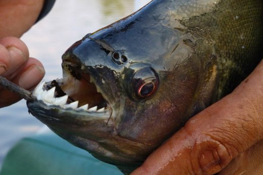 Piranha caught during Amazon fishing tour, showing sharp teeth while being held for close-up photo. 