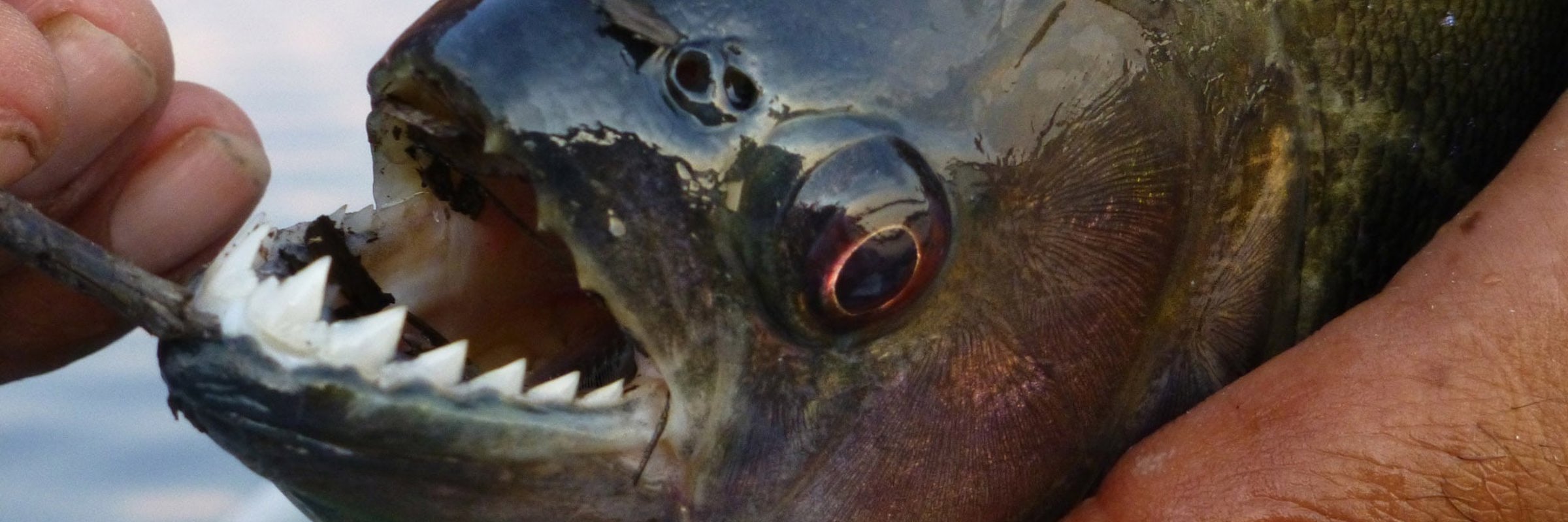 Piranha caught during Amazon fishing tour, showing sharp teeth while being held for close-up photo. 