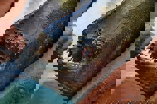 5128 Piranha Fishing