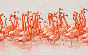 Large flock of bright pink flamingos wading in the shallow waters of the Celestun Biosphere Reserve, Yucatan, Mexico. 