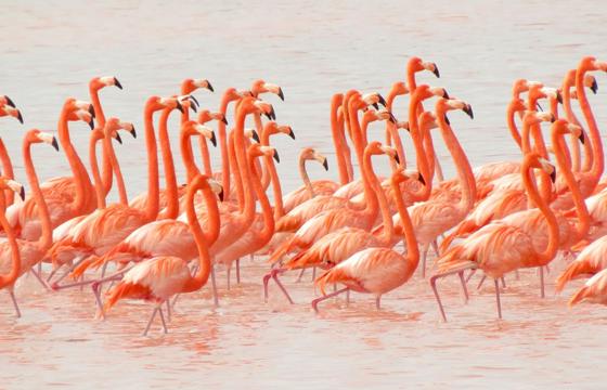 Large flock of bright pink flamingos wading in the shallow waters of the Celestun Biosphere Reserve, Yucatan, Mexico. 