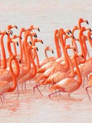 Large flock of bright pink flamingos wading in the shallow waters of the Celestun Biosphere Reserve, Yucatan, Mexico. 