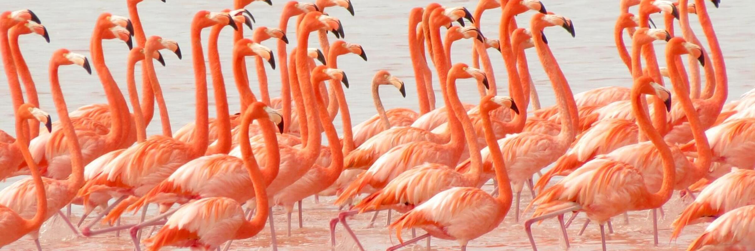 Large flock of bright pink flamingos wading in the shallow waters of the Celestun Biosphere Reserve, Yucatan, Mexico. 