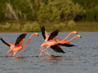 Flamingoes taking flight over the Celestun Biosphere Reserve waters in Mexico's Yucatan Peninsula, surrounded by greenery.