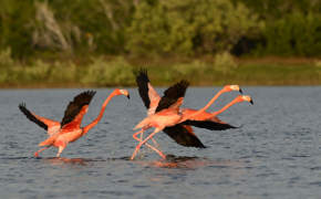 Flamingoes taking flight over the Celestun Biosphere Reserve waters in Mexico's Yucatan Peninsula, surrounded by greenery.