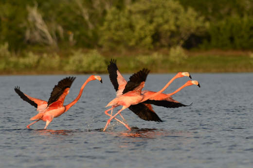 Flamingoes taking flight over the Celestun Biosphere Reserve waters in Mexico's Yucatan Peninsula, surrounded by greenery.