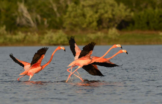 Flamingoes taking flight over the Celestun Biosphere Reserve waters in Mexico's Yucatan Peninsula, surrounded by greenery.