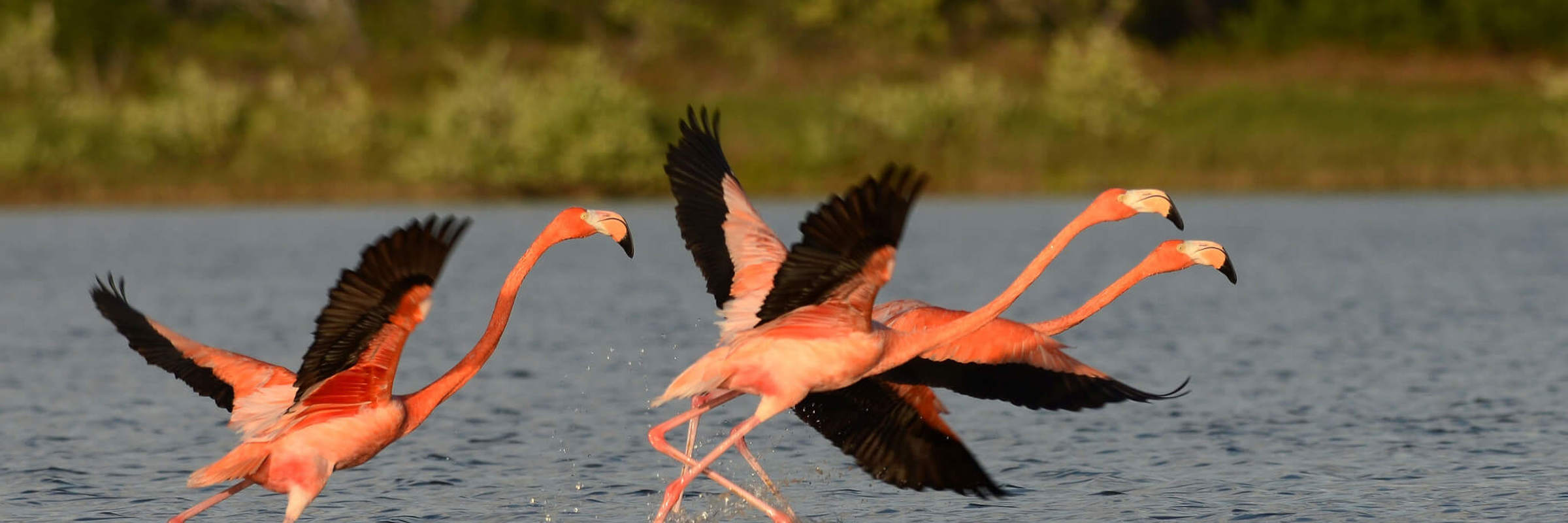 Flamingoes taking flight over the Celestun Biosphere Reserve waters in Mexico's Yucatan Peninsula, surrounded by greenery.