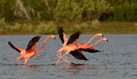 Flamingoes In Mexicos Yucatan Peninsula