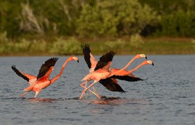 Flamingoes In Mexicos Yucatan Peninsula