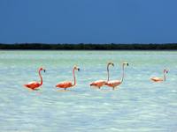 A flock of pink flamingos wades through the shallow turquoise waters of Celestun Biosphere Reserve in Yucatan, Mexico. 