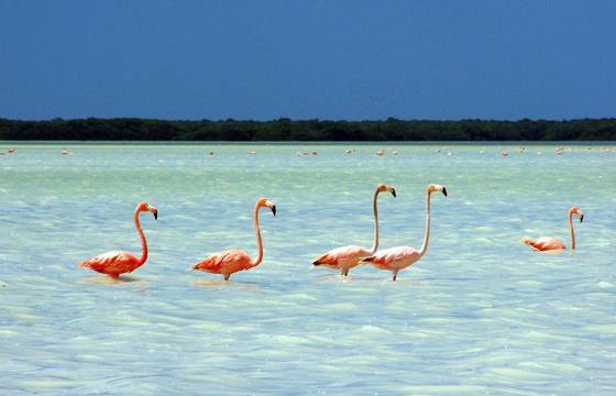 A flock of pink flamingos wades through the shallow turquoise waters of Celestun Biosphere Reserve in Yucatan, Mexico. 