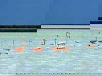 Flamingoes in the Yucatán