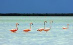 Flamingoes in the Yucatán