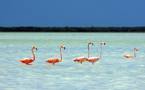 Flamingoes in the Yucatán