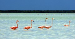 Flamingoes in the Yucatán