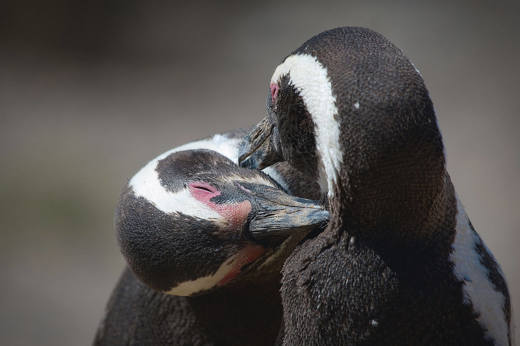 Penguins Puerto Madryn & Peninsula Valdes