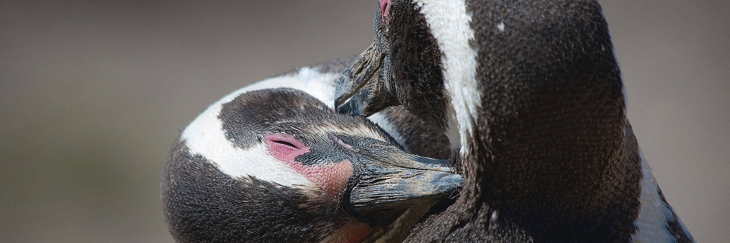 Penguins Puerto Madryn & Peninsula Valdes