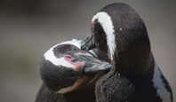 Penguins Puerto Madryn & Peninsula Valdes