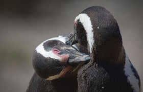 Pingouins péninsule de Valdes Argentine