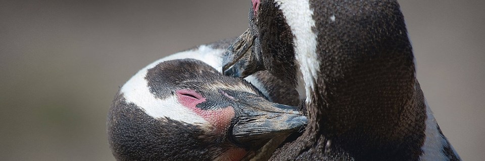 Penguins Puerto Madryn & Peninsula Valdes