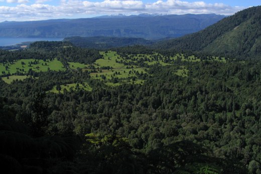 Lush green forested valley in Puyehue National Park, home to hot springs and nature trails in southern Chile. 