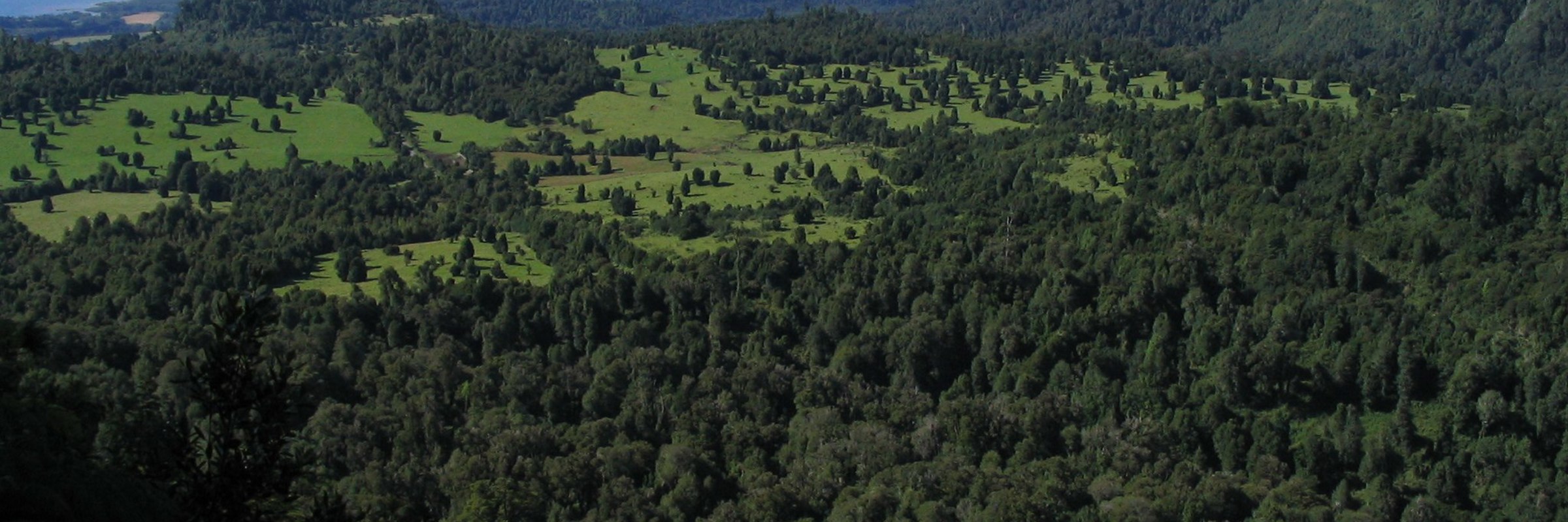 Lush green forested valley in Puyehue National Park, home to hot springs and nature trails in southern Chile. 
