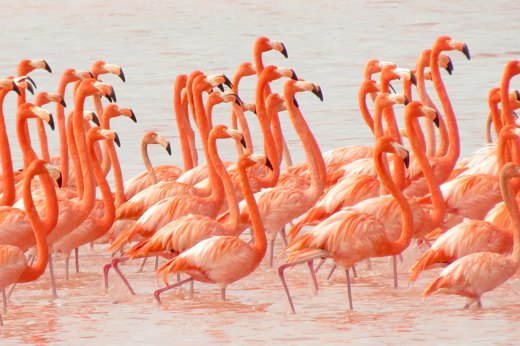 A large flock of pink flamingos feeding in shallow waters at the Celestun Biosphere Reserve, Yucatan, Mexico. 