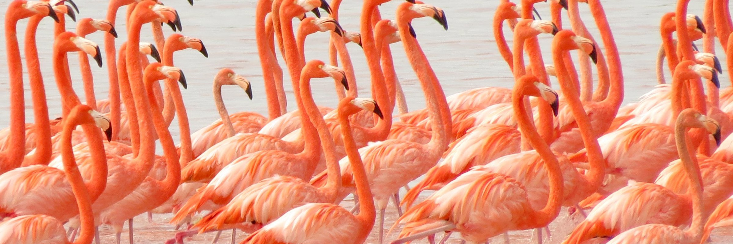 A large flock of pink flamingos feeding in shallow waters at the Celestun Biosphere Reserve, Yucatan, Mexico. 