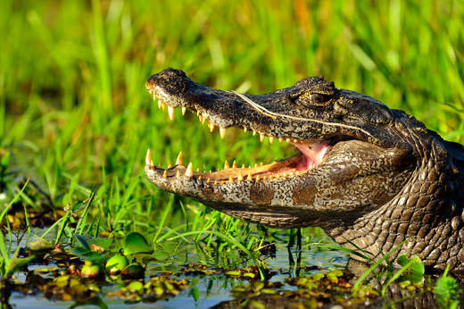 Caiman Ibera 