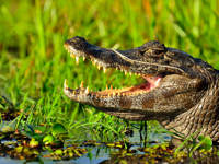 Caiman Ibera 