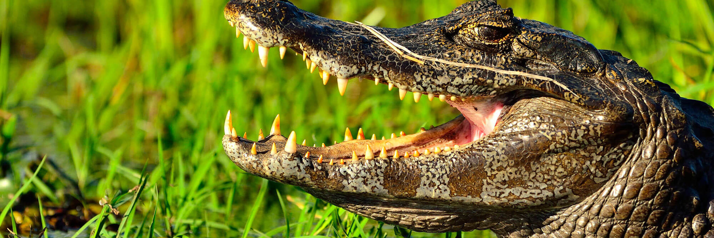 Caiman Ibera 