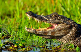 Caiman Ibera Wetlands