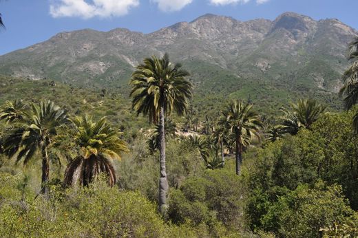 Towering palm trees dot a lush green landscape beneath the rugged peaks of La Campana National Park in Chile. 
