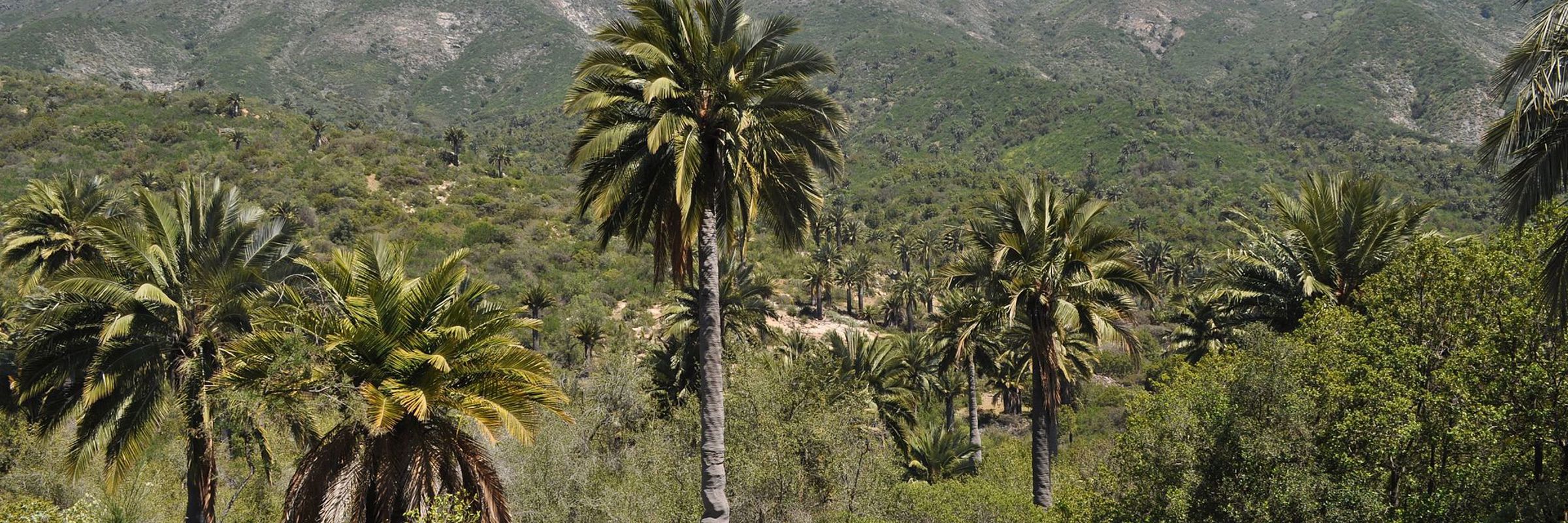Towering palm trees dot a lush green landscape beneath the rugged peaks of La Campana National Park in Chile. 