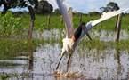 Pantanal bird