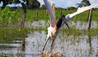 Pantanal bird