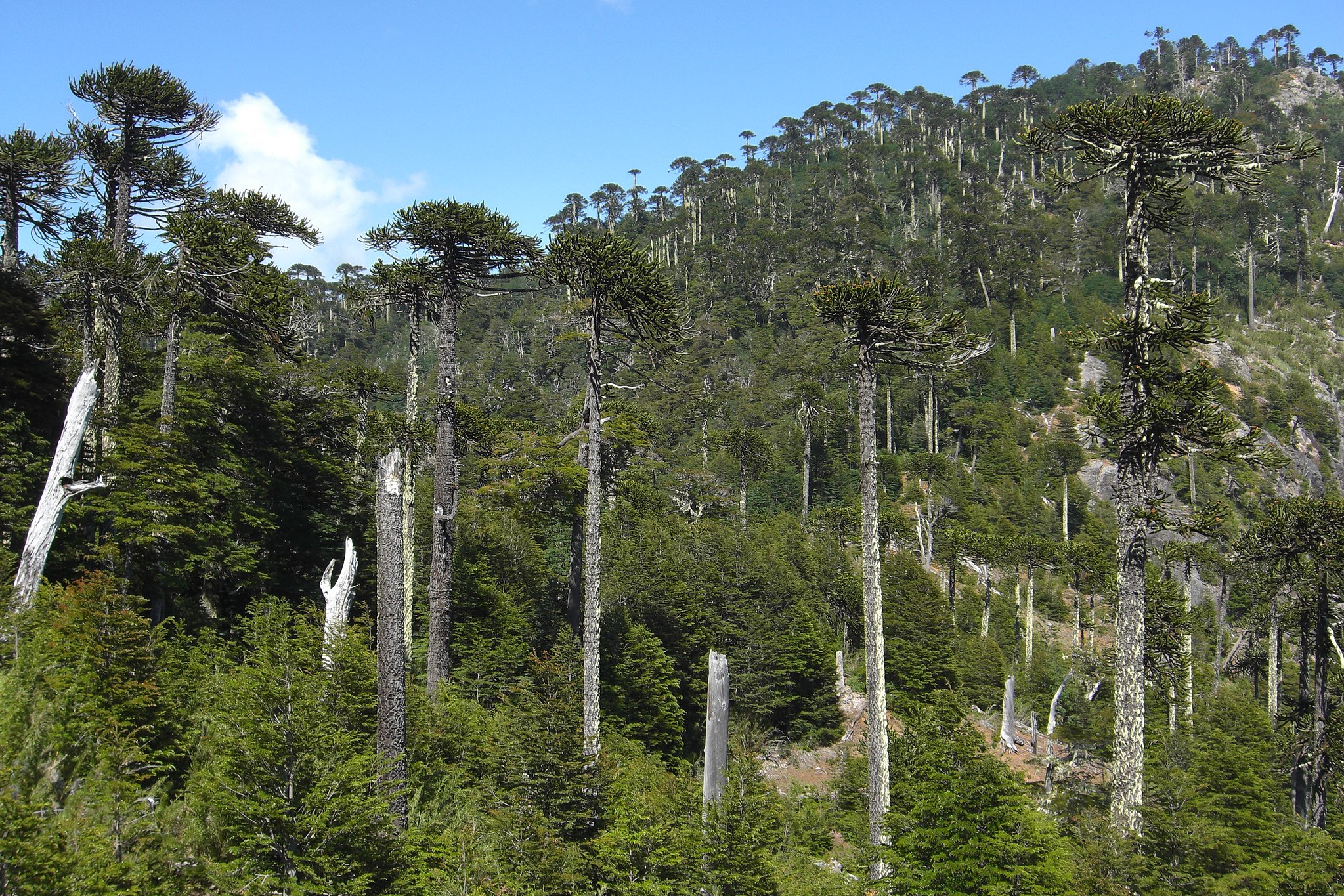 Araucaria trees in lush forest scenery of Huerquehue National Park, near hot springs in Chile's scenic Lake District. 