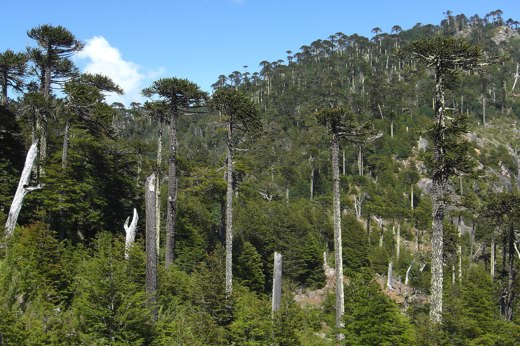 Araucaria trees in lush forest scenery of Huerquehue National Park, near hot springs in Chile's scenic Lake District. 