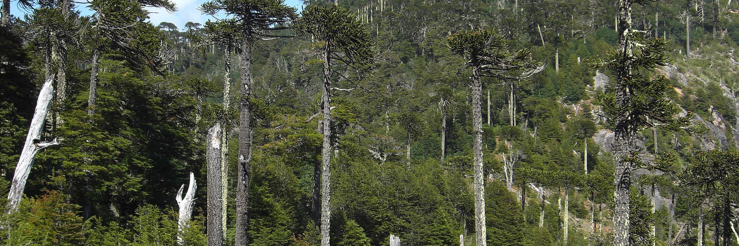 Araucaria trees in lush forest scenery of Huerquehue National Park, near hot springs in Chile's scenic Lake District. 