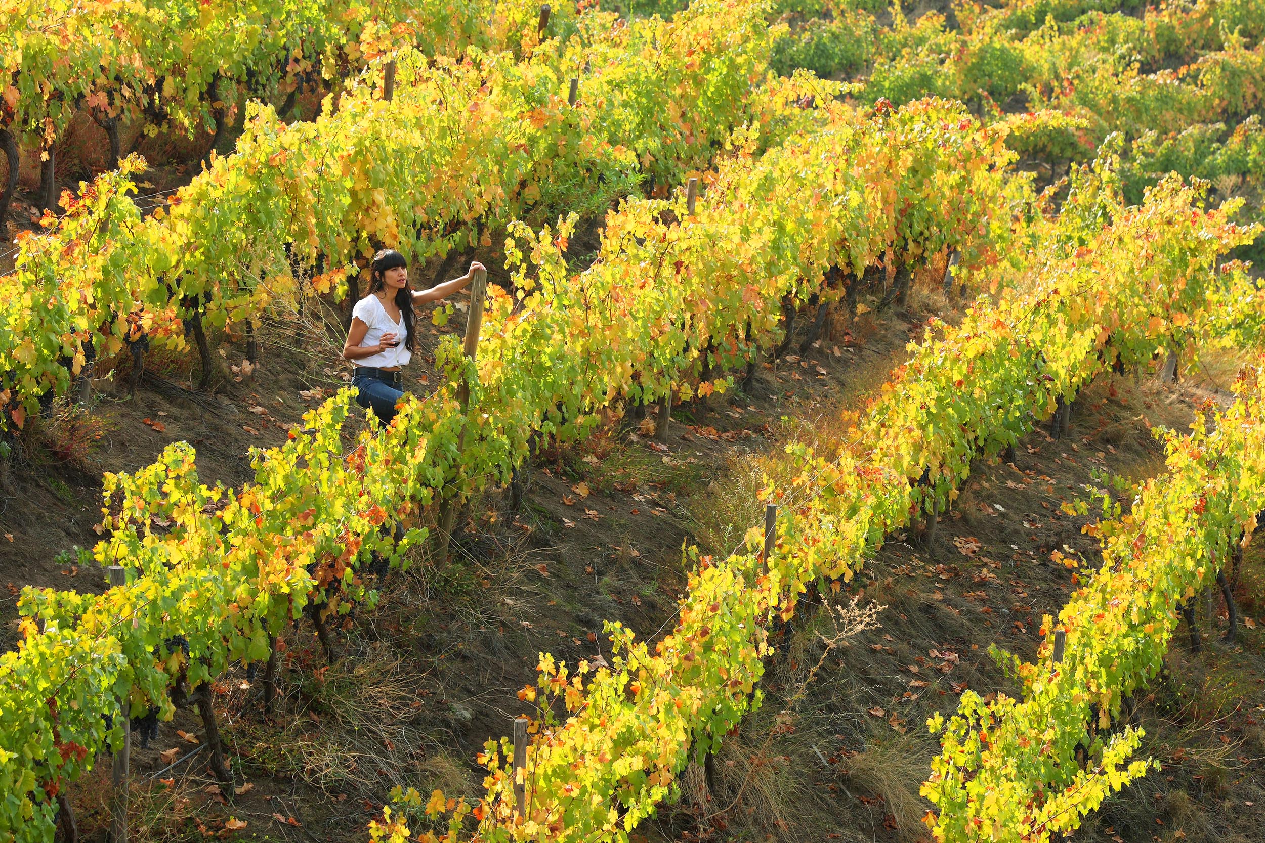 Grape harvester walking through sunlit Aconcagua Valley Vineyards. 